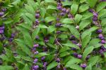 2 American Beautyberry Shrubs/Bushes - 10-18" Tall Live Plants - Purple Beauty Berry Seedlings - Callicarpa Americana - (2 Pack)