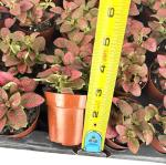 Red Splash Houseplant - Air Purifying 2" Pot