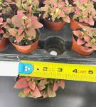 Red Splash Houseplant - Air Purifying 2" Pot