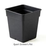 Easy to Grow Spider Plant 'Variegated' Live Plant (2 Pack) - Indoor Potted Houseplants in Grower's Nursery Pots