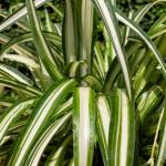Easy to Grow Spider Plant 'Variegated' Live Plant (2 Pack) - Indoor Potted Houseplants in Grower's Nursery Pots