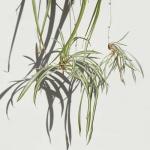 Easy to Grow Spider Plant 'Variegated' Live Plant (2 Pack) - Indoor Potted Houseplants in Grower's Nursery Pots