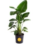 Costa Farms White Bird of Paradise, Strelitzia nicolai, Live Indoor Plant in Grower Plant Pot, Air-Purifying Tropical Houseplant, Housewarming Gift, Living Room, Office, and Home Decor, 3-4 Feet Tall