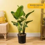 Costa Farms White Bird of Paradise, Strelitzia nicolai, Live Indoor Plant in Grower Plant Pot, Air-Purifying Tropical Houseplant, Housewarming Gift, Living Room, Office, and Home Decor, 3-4 Feet Tall