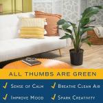 Costa Farms White Bird of Paradise, Strelitzia nicolai, Live Indoor Plant in Grower Plant Pot, Air-Purifying Tropical Houseplant, Housewarming Gift, Living Room, Office, and Home Decor, 3-4 Feet Tall