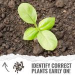 Seed Needs Italian Large Leaf Basil Seeds for Planting - Non-GMO, Heirloom & Untreated - Organically Grow an Indoor or Outdoor Home Grown Herb Garden (1 Pack)