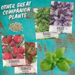 Seed Needs Italian Large Leaf Basil Seeds for Planting - Non-GMO, Heirloom & Untreated - Organically Grow an Indoor or Outdoor Home Grown Herb Garden (1 Pack)