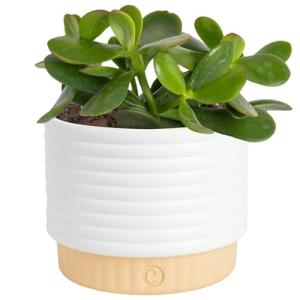 Jade Succulent Plant in Stylish Planter - 6