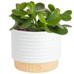 Jade Succulent Plant in Stylish Planter - 6