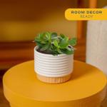 Jade Succulent Plant in Stylish Planter - 6