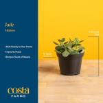 Jade Succulent Plant in Stylish Planter - 6