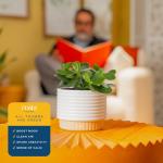 Jade Succulent Plant in Stylish Planter - 6