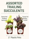 Trailing Mystery Succulents - Assorted Plant Pack
