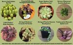 Trailing Mystery Succulents - Assorted Plant Pack