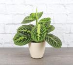 Thorsen's Greenhouse Lemon Lime Prayer Plant, Live Indoor Plant, Pet Friendly, Attractive Houseplant, Lemon Maranta, Natural Air Purifier, Easy to Grow, 4" Diameter Pot (Natural)