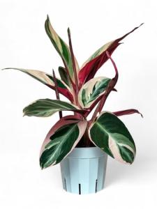 Stromanthe Triostar - Colorful Indoor Air Purifier