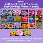 85,000 Wildflower Seeds, 35 Varietiey Wild Flowers Bulk Flower Seeds, Mix of Annual and Perennial Bulk Packet Seeds for Planting, Perennial Wild Flower Seeds, Semillas de Flores Hermosas