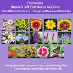 85,000 Wildflower Seeds, 35 Varietiey Wild Flowers Bulk Flower Seeds, Mix of Annual and Perennial Bulk Packet Seeds for Planting, Perennial Wild Flower Seeds, Semillas de Flores Hermosas