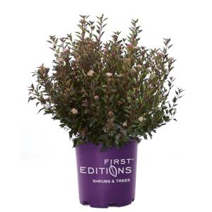 First Editions 2 Gal. Litlle Devil Ninebark Shrub