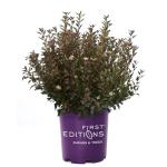 First Editions 2 Gal. Litlle Devil Ninebark Shrub