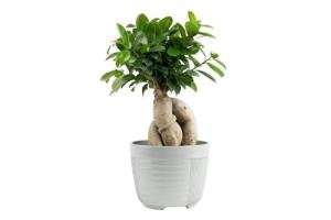 Costa Farms Bonsai Miniature Tree Live Plant in Decorative Pot, Indoor Houseplant, Perfect for Home, Room, or Office Decor, Great House Warming or Birthday Gift, 7-10 Inches Tall