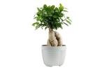 Costa Farms Bonsai Miniature Tree Live Plant in Decorative Pot, Indoor Houseplant, Perfect for Home, Room, or Office Decor, Great House Warming or Birthday Gift, 7-10 Inches Tall