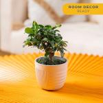 Costa Farms Bonsai Miniature Tree Live Plant in Decorative Pot, Indoor Houseplant, Perfect for Home, Room, or Office Decor, Great House Warming or Birthday Gift, 7-10 Inches Tall