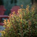 First Editions 2 Gal. Litlle Devil Ninebark Shrub