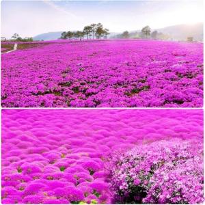 19998+USA PERMIUM Creeping Thyme Ground Cover Herb Seeds for Planting Outdoor-Perennial Thymus Serpyllum Magic Carpet Non-GMO Drought Resistant Plant in Your Home Garden