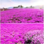 19998+USA PERMIUM Creeping Thyme Ground Cover Herb Seeds for Planting Outdoor-Perennial Thymus Serpyllum Magic Carpet Non-GMO Drought Resistant Plant in Your Home Garden