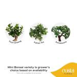 Costa Farms Bonsai Miniature Tree Live Plant in Decorative Pot, Indoor Houseplant, Perfect for Home, Room, or Office Decor, Great House Warming or Birthday Gift, 7-10 Inches Tall