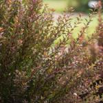 First Editions 2 Gal. Litlle Devil Ninebark Shrub