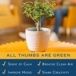 Costa Farms Bonsai Miniature Tree Live Plant in Decorative Pot, Indoor Houseplant, Perfect for Home, Room, or Office Decor, Great House Warming or Birthday Gift, 7-10 Inches Tall