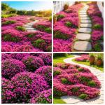 19998+USA PERMIUM Creeping Thyme Ground Cover Herb Seeds for Planting Outdoor-Perennial Thymus Serpyllum Magic Carpet Non-GMO Drought Resistant Plant in Your Home Garden