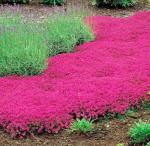 19998+USA PERMIUM Creeping Thyme Ground Cover Herb Seeds for Planting Outdoor-Perennial Thymus Serpyllum Magic Carpet Non-GMO Drought Resistant Plant in Your Home Garden