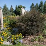 First Editions 2 Gal. Litlle Devil Ninebark Shrub