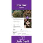 First Editions 2 Gal. Litlle Devil Ninebark Shrub