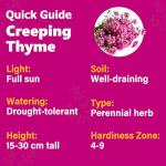 19998+USA PERMIUM Creeping Thyme Ground Cover Herb Seeds for Planting Outdoor-Perennial Thymus Serpyllum Magic Carpet Non-GMO Drought Resistant Plant in Your Home Garden