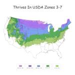 First Editions 2 Gal. Litlle Devil Ninebark Shrub