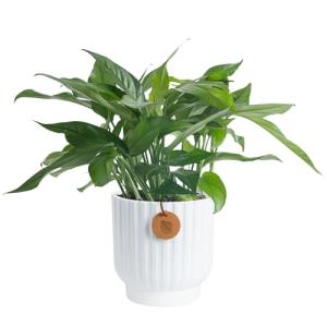 Baltic Blue Pothos Plant in Garden Pot