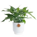 Baltic Blue Pothos Plant in Garden Pot