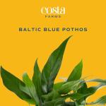 Baltic Blue Pothos Plant in Garden Pot