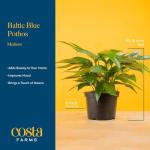 Baltic Blue Pothos Plant in Garden Pot