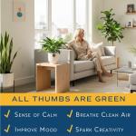 Baltic Blue Pothos Plant in Garden Pot