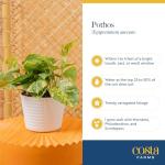 Baltic Blue Pothos Plant in Garden Pot