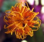 Purple Passion - 2 Live Plants 2" Pots - Erotic - Gynura - Indoors