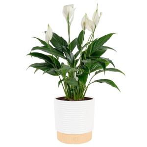 Peace Lily Indoor Plant in Flower Pot
