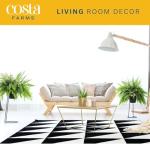 Boston Ferns in Hanging Baskets - 2 Pack