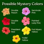 Tropical Plants of Florida Live Hibiscus Bush – Mystery Multi-Color Flowering Shrub in 3 Gallon Pot, 24 to 28” Tall – 2 to 3 Mixed Bloom Colors, Outdoor Tropical Garden Plant