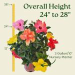 Tropical Plants of Florida Live Hibiscus Bush – Mystery Multi-Color Flowering Shrub in 3 Gallon Pot, 24 to 28” Tall – 2 to 3 Mixed Bloom Colors, Outdoor Tropical Garden Plant
